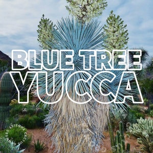 Blue Yucca Tree (Yucca Rigida) "Sky Blue" Cold HARDY Arizona Grown Miniature Tree Live Plant Chihuahua Desert Big Bend National Park