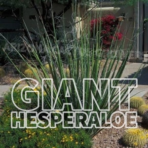 Giant Hesperaloe Funifera: Cold Hardy Live Plant, Desert Accent