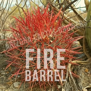 Ferocactus Gracilis (Fire Barrel) Seed Grown Vivid Blood Red Spines Green Body Coastal Succulent Plant