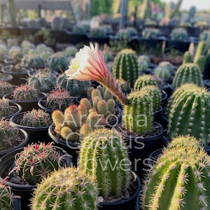 Echinopsis Candicans (Argentine Giant) XXL Live Cactus Plant Rooted Established Cold Hardy 20 Degrees XXL White Flowers