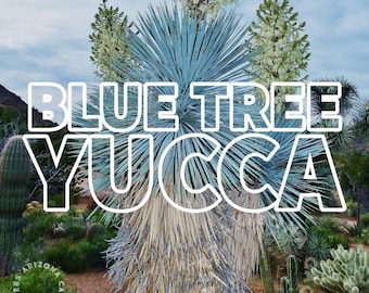 Blue Yucca Tree (Yucca Rigida) "Sky Blue" Cold HARDY Arizona Grown Miniature Tree Live Plant Chihuahua Desert Big Bend National Park