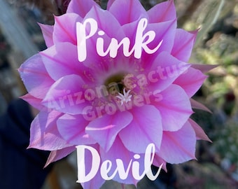 Könnte beinhalten: Nahaufnahme einer rosa Kaktusblüte mit dem Text "Pink Devil" und "Arizona Cactus Growers", der über das Bild gelegt ist.