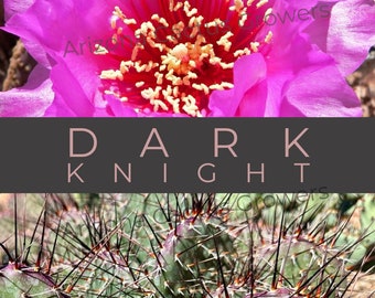 Opuntia X 'Dark Knight' Hybrid Fuchsia Flowers Prickly Pear Cold Hardy Abundant Intense Blooms Resilient Cold Weather Cacti Paddle Cactus