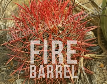 Ferocactus Gracilis (Fire Barrel) Seed Grown Vivid Blood Red Spines Green Body Coastal Succulent Plant