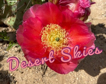 Opuntia X 'Desert Skies' Nopal híbrido -10 grados Resistente al frío Translúcido Rubí Rosa Flores Esquejes de cactus Planta viva