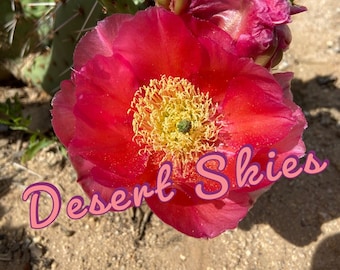 Könnte beinhalten: Nahaufnahme einer leuchtend pinken Kaktusblüte mit gelber Mitte. Die Blüte ist in voller Blüte und hat eine weiche, zarte Textur. Der Text "Desert Skies" ist in pinken Kursivbuchstaben am unteren Rand des Bildes geschrieben.