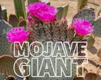 Opuntia Basilaris (Mojave Giant) Cold Hardy Prickly Pear Hybrid Fuchsia New Growth Opuntia Pad Cuttings