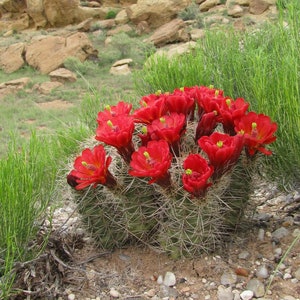 Scarlet Hedgehog Cactus (Echinocereus Coccineus) Kingcup Cactus -30 Cold Hardy Ruby Red Flower Mogollon Rim Arizona Claretcup Hedgehog