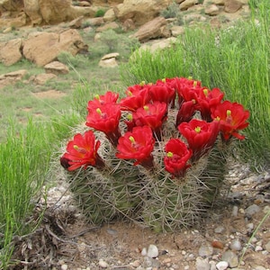 Scarlet Hedgehog Cactus (Echinocereus Coccineus) Kingcup Cactus -30 Cold Hardy Ruby Red Flower Mogollon Rim Arizona Claretcup Hedgehog