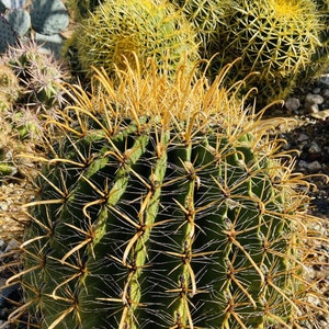 RARE Ferocactus Wislizeni Yellow Spine Seed Yellow Fish Hook Desert Barrel Candy Compass Barrel Cactus Orange Spring Flowers image 1