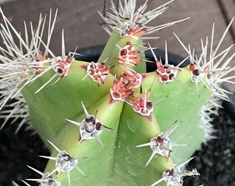 Pachycereus Schottii (Senita Whisker Cactus) Live Plant Cutting Arizona Grown FREE SHIPPING Cutting