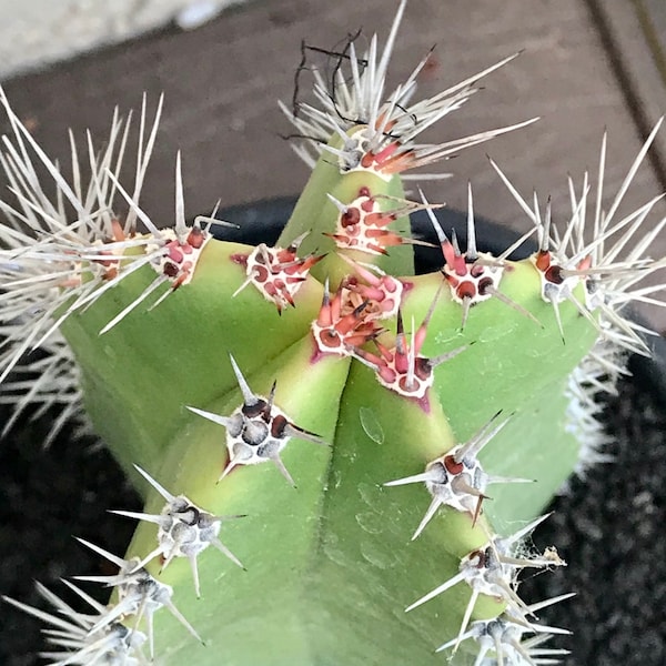 Pachycereus Schottii (Senita Whisker Cactus) Live Plant Cutting Arizona Grown FREE SHIPPING Cutting
