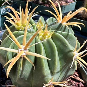 Gold Devil's Tongue Cactus: Ferocactus Flavispinus - Live Barrel Cactus
