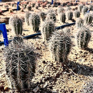 Puede incluir: Un campo de numerosos cactus de barril plantados en filas sobre suelo seco y arenoso. Cada cactus presenta un cuerpo cil&iacute;ndrico, verde y acanalado, cubierto de espinas afiladas de color claro. Una tuber&iacute;a de riego azul recorre el suelo.