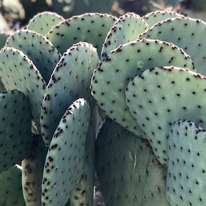 Opuntia Rufida Blind Prickly Pear Yellow Flowers Succulent Plant Cuttings Container Gardening Opuntia Pads