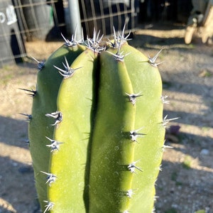 Senita Whisker Cactus Cutting: Pachycereus Schottii, Arizona Grown