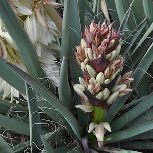 Yucca Baccata (Banana Yucca) Cold Hardy Ivory Flower Stalk Fragrant Long-Blooming Drought Resistant Native Plants High Desert Gardening