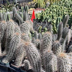 Stenocereus Eruca (Creeping Devil) Live Cactus Desert Plants Drought Tolerant Baja Mexico