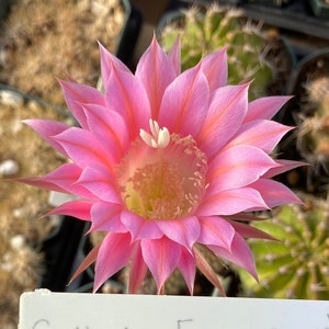Echinopsis Hybrid Cactus: Gilly&#39;s Favorite, Salmon Pink Magenta Stripe Blooms