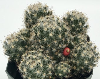 Mammillaria Prolifera (Texas Nipple Cactus) Pincushion Cactus Firecracker Fruit Texas Nipple Pastels Flower Color Cactus Mexico Texas