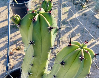 Myrtillocactus Cochal (Candelabra Cactus) Cutting Neon Green Myrtle Fast Growing Saguaro Branching Cactus Live Plant Baja Mexico