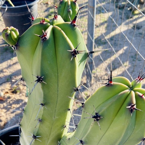 Myrtillocactus Cochal candelabra Cactus Cutting Neon Green Etsy