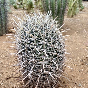 RARO Ferocactus Wislizeni var. Ajoensis Anzuelo Desierto Barril Caramelo Brújula Barril Cactus Naranja Flores de primavera imagen 1
