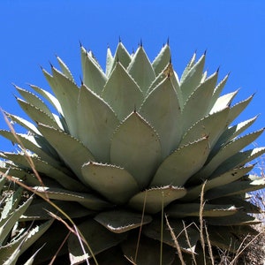 Cold Hardy Agave Parryi: Compact Succulent - Arizona Grown