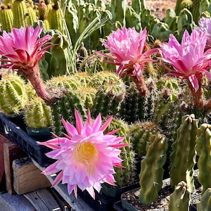 Echinopsis X Trichocereus &#39;Hybrid&#39; XXL (BiColor) Periwinkle Lilac FLOWER Live Cactus Plant Rooted Established Hardy 20 Degrees