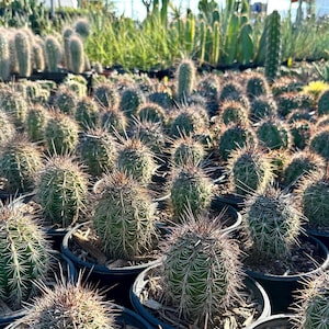 Giant Arizona (Saguaro) Carnegiea Gigantea Cactus Live Plant Well Rooted Established Nursery Seedling Grown