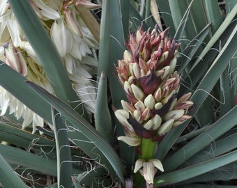 Yucca Baccata (Banana Yucca) Cold Hardy Ivory Flower Stalk Fragrant Long-Blooming Drought Resistant Native Plants High Desert Gardening