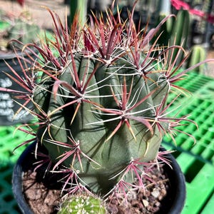 Ferocactus gracilis coloratus — Fire Barrel Cactus, Crimson Spines, Seed-Grown, Cold Hardy, Arizona Grown