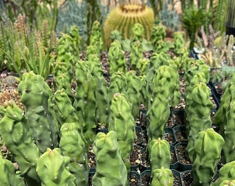 Pachycereus Schottii Monstrosus (Totem Pole) Cactus Live Plant Arizona Grown Thornless