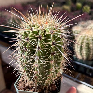 Puede incluir: Un cactus cil&iacute;ndrico de color verde plantado en una peque&ntilde;a maceta de pl&aacute;stico cuadrada de color verde oliva. La planta presenta costillas verticales y est&aacute; cubierta por numerosas espinas largas, afiladas y de color marr&oacute;n claro.