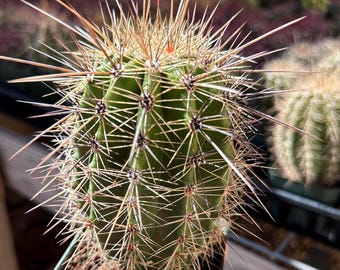 ArizonaCactusGrowers - Etsy
