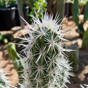 Grusonia Bradtiana RARE Lengthy Blanco Wafer-Thin Triangular Coahuila Mexico 3"-4" Tip Cutting