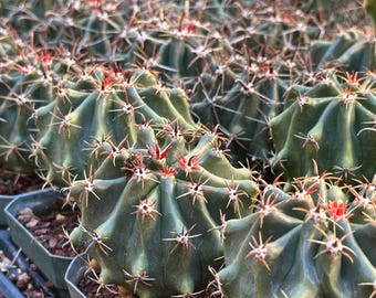 Ferocactus herrerae brevispinus Cactus barril retorcido — Forma de espinas cortas, raro, cultivado a partir de semillas, cultivado en Arizona