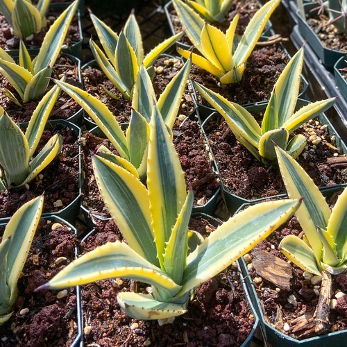 Plants Home & Living Agave Murpheyi Striata Murphy Agave Tough Well