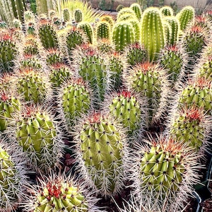 Stenocereus Thurberi Seedlings (Organ Pipe Cactus) Live Plant Arizona Seeding Grown Tall Senita Large Cactus Patio