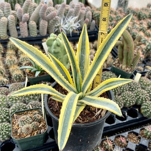 Variegated Agave Murpheyi &#39;Rodney&#39;: Drought Tolerant, Easy to Grow