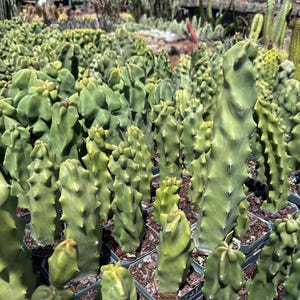 Totem Pole &#39;Spiralis&#39; – Lophocereus schottii var. Mickleyanus – Twisting Cactus Arizona Desert Grown