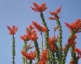 MEXICAN Ocotillo Cuttings, Cold Hardy 10 Degrees Fouquieria Macdougalii NEW Vigorous Growth 1st Gen Cuttings Sonoran Tree Ocotillo