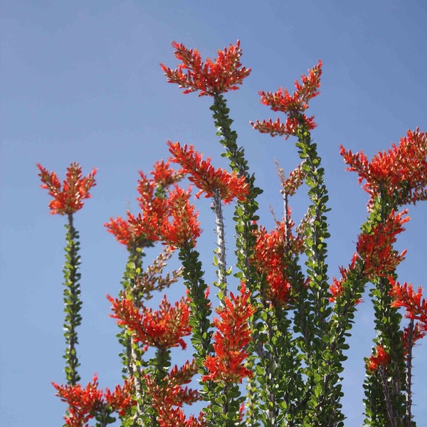 Mexican Ocotillo (Fouquieria macdougalii) Cuttings Scarlet Blooms, Hummingbird Plant, Sonoran Native, Arizona Grown