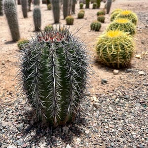 Lanza de saguaro cultivada en Arizona (Carnegiea gigantea) – Cultivada a partir de semillas, nativa de Sonora, resistente al frío y al desierto. imagen 1