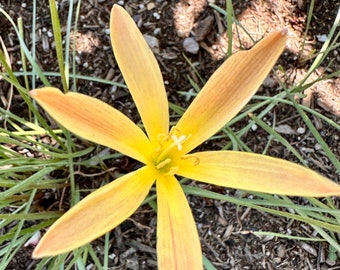 2 Rain Lily Bulbs TW91030-28 - Etsy