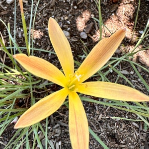 Zephyranthes Flavissima (Bulbs) Yellow Rain Lily Golden Yellow Papaya Flowers Cold Hardy 0 Degrees Tough Glossy Fresh Green Leaves