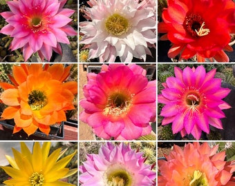 Trichocereus Hybrids (Assorted Colors) Flying Saucer Paramount Schick Hybrids Johnson Starters Rooted Cuttings Offsets