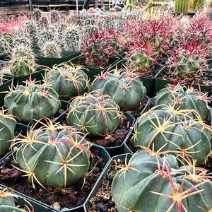 Ferocactus Macrodiscus (Candy Cactus) Blush Gold Color Spines Pleated Fluted Appearance Cactus Live Candy Stripe Spring Flower Barrel Cactus