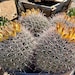 see more listings in the ferocactus section