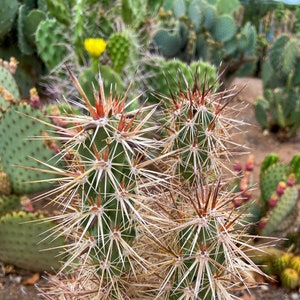 Grusonia Kunzei Club Cholla RARE Lengthy Wafer-Thin Triangular Mahogany Spines La Paz Valley Arizona Tall Creeping Devil Cactus image 1